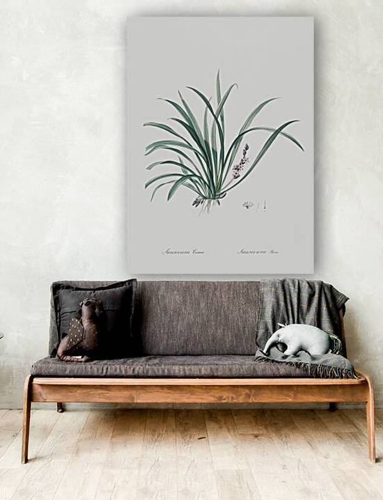 Sansevieria carnea illustration  by IStockHistory com