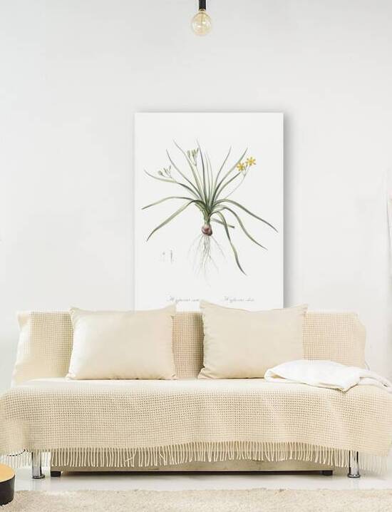 Common goldstar illustration  by IStockHistory com