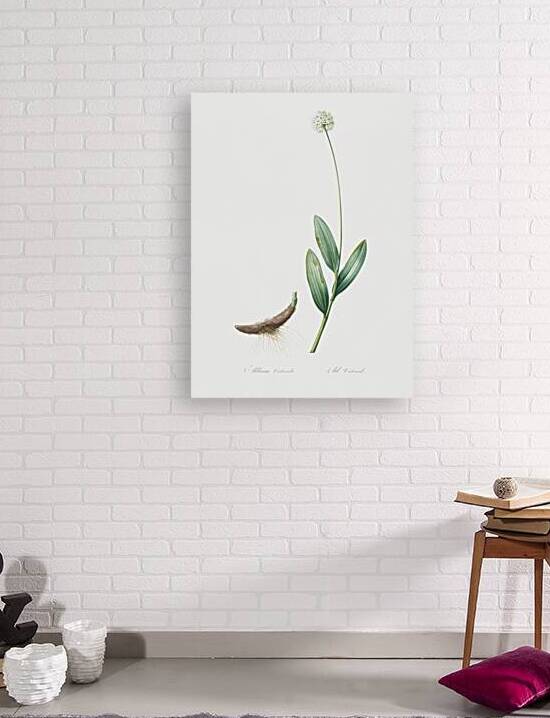 Victory onion illustration  by IStockHistory com