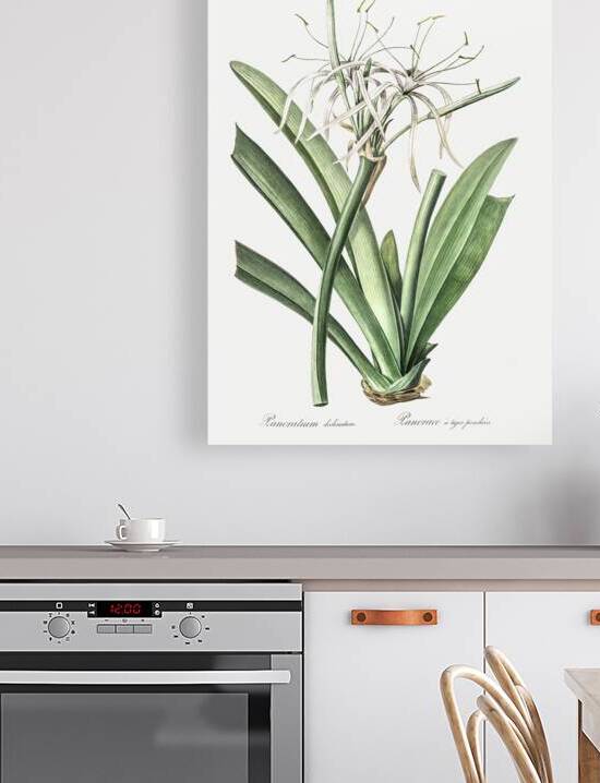 Caribbean spider-lily illustration  by IStockHistory com