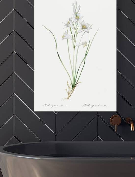 Paradise lily illustration  by IStockHistory com