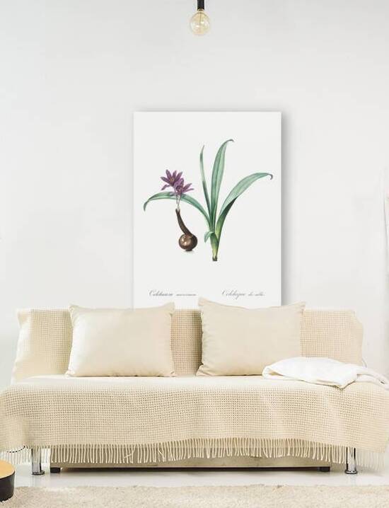 Alpine autumn crocus illustration  by IStockHistory com