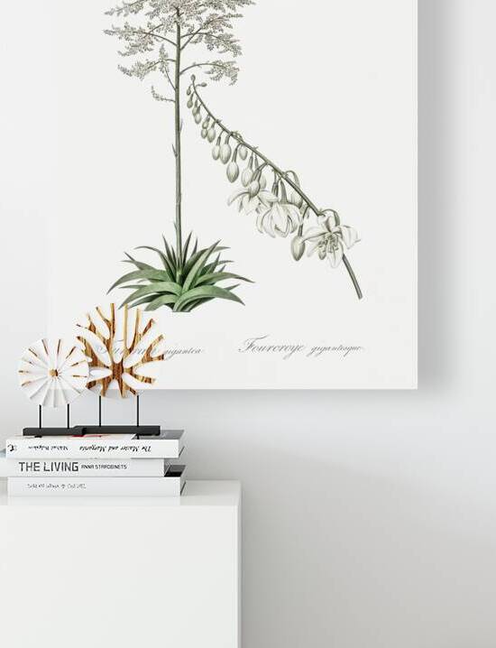Giant cabuya illustration  by IStockHistory com