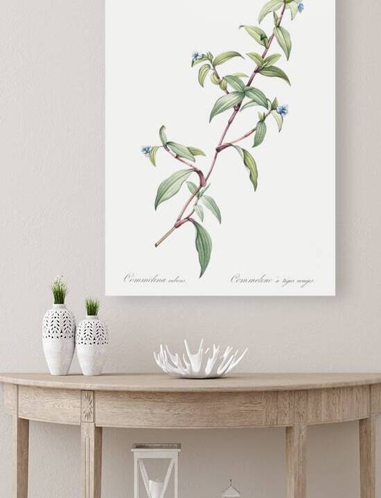 Birdbill dayflower illustration  by IStockHistory com