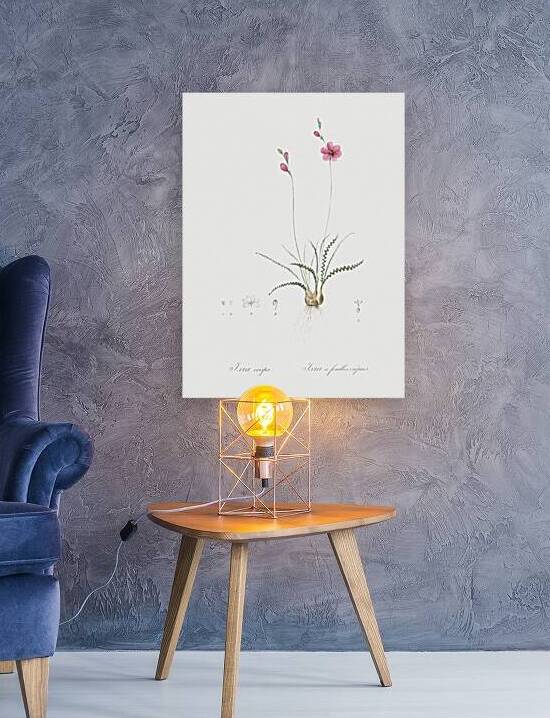 Ixia crispa illustration  by IStockHistory com