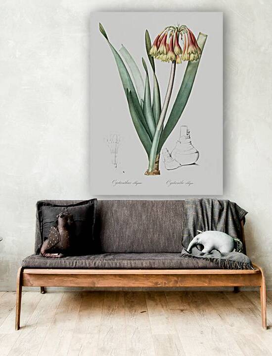 Knysna lily illustration  by IStockHistory com