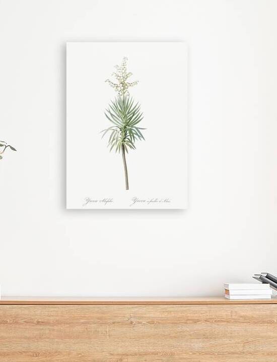 Aloe yucca illustration  by IStockHistory com
