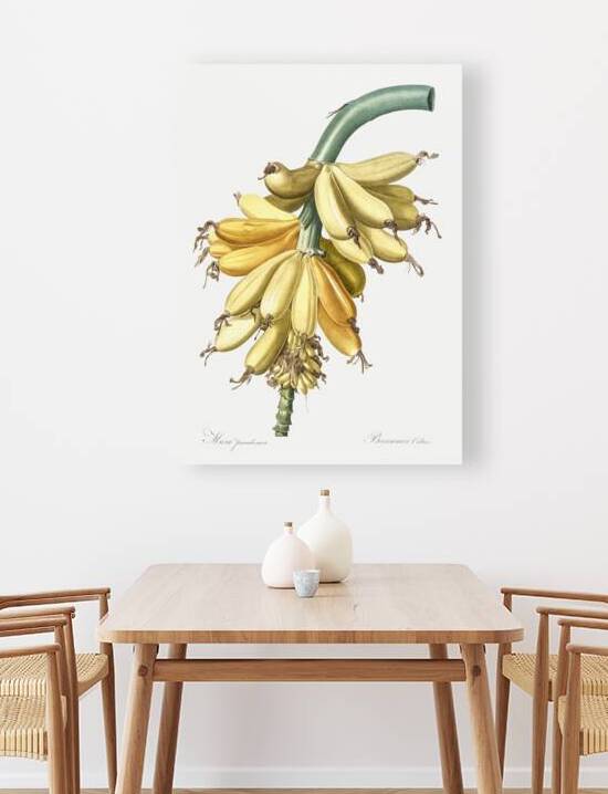 Banana illustration  by IStockHistory com
