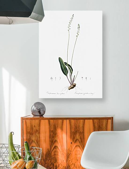 Eriospermum lanceaefolium illustration  by IStockHistory com