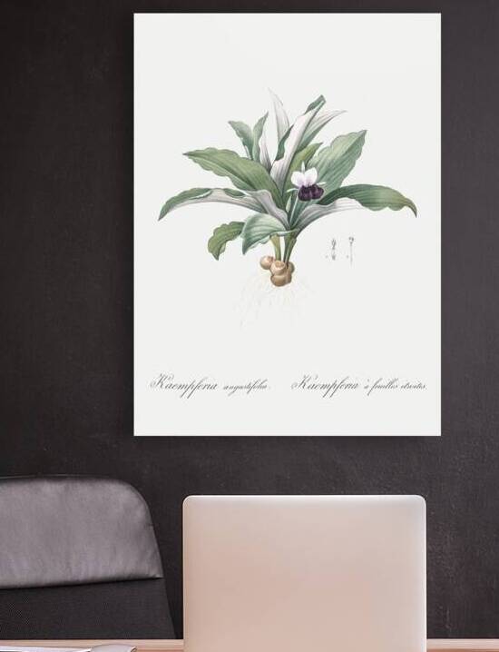 Kaempferia angustifolia illustration  by IStockHistory com