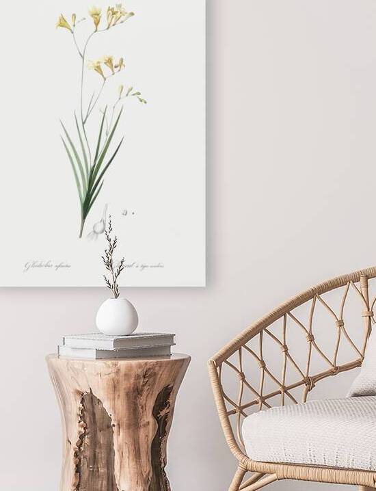 Freesia illustration  by IStockHistory com