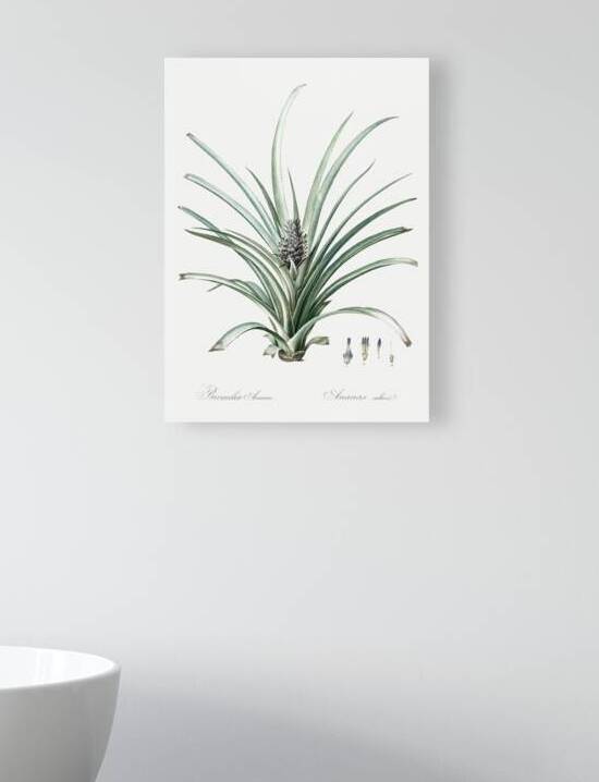 Pineapple illustration  by IStockHistory com