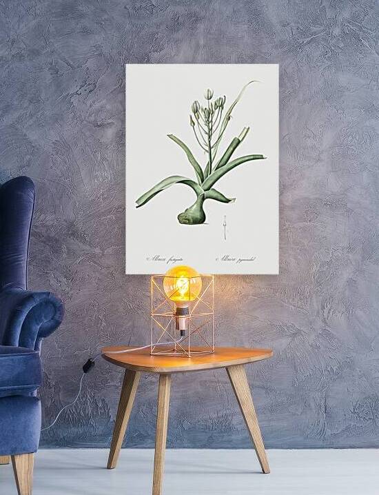 Slime lily illustration  by IStockHistory com