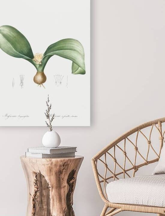 Hedgehog lily illustration  by IStockHistory com