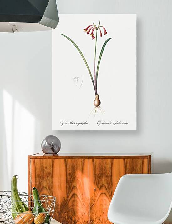 Brandlelie illustration  by IStockHistory com