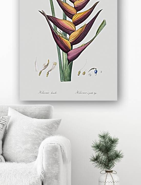 Brandlelie illustration  Reproduction