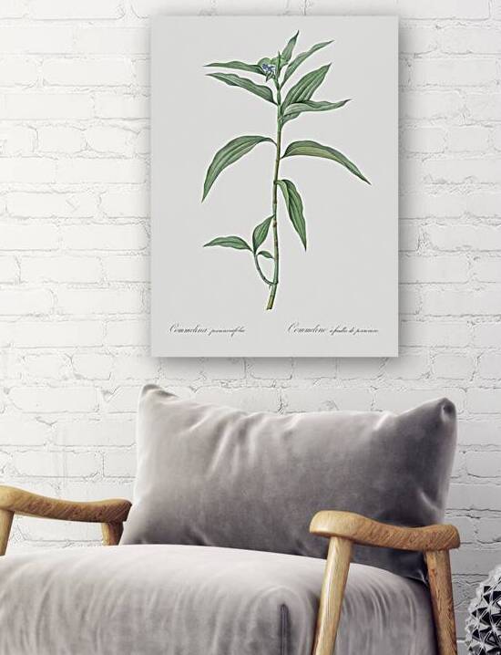 Dayflower illustration  by IStockHistory com