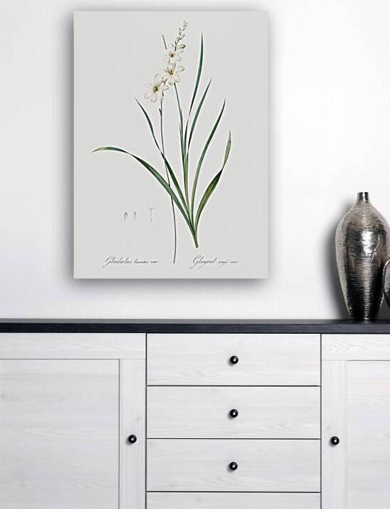Gladiolus lineatus illustration  by IStockHistory com
