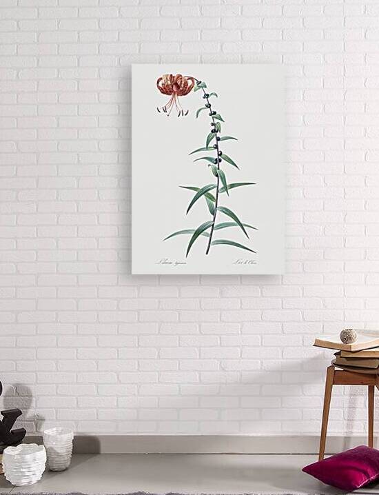 Tiger lily illustration  by IStockHistory com