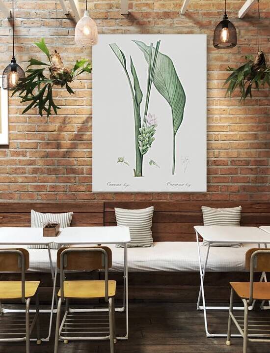 Turmeric illustration  by IStockHistory com