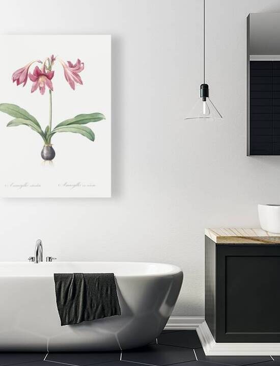 Netted-veined amaryllis illustration  by IStockHistory com
