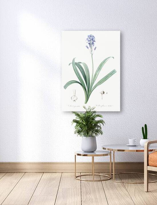 Siberian iris illustration  Reproduction