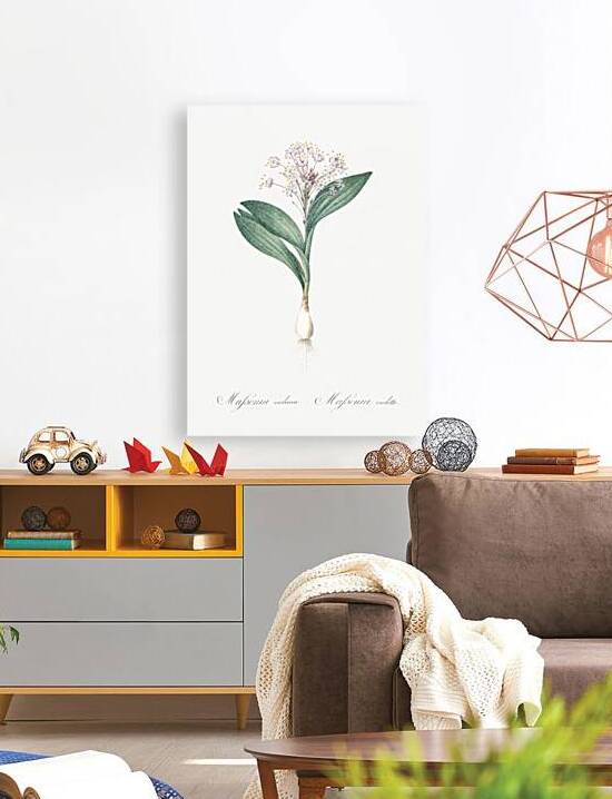 Pygmy hyacinth illustration  by IStockHistory com