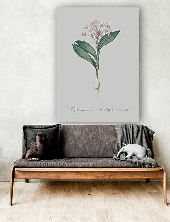 Pygmy hyacinth illustration  by IStockHistory com