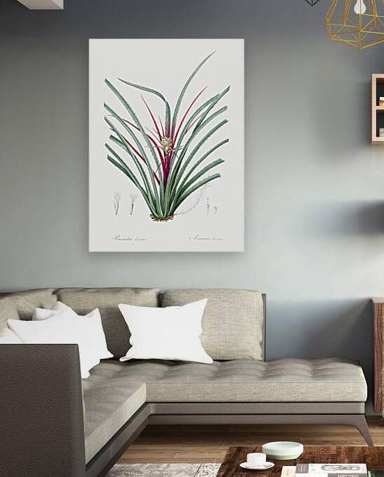 Plumier bromelia illustration  by IStockHistory com
