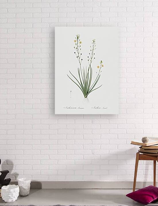 Bulbine lily illustration  by IStockHistory com