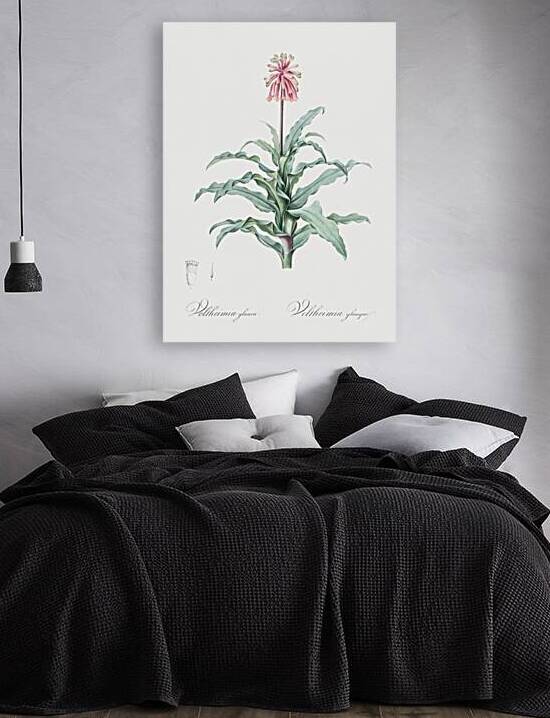 Broadleaf wild leek illustration  by IStockHistory com
