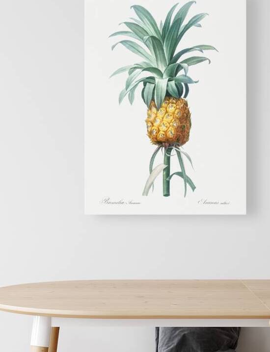 Pineapple illustration by IStockHistory com