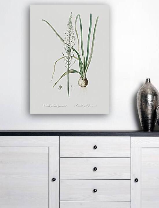 Broadleaf wild leek illustration  by IStockHistory com