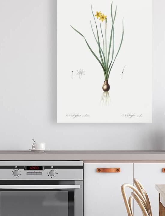 Rush-leaf jonquil illustration  by IStockHistory com