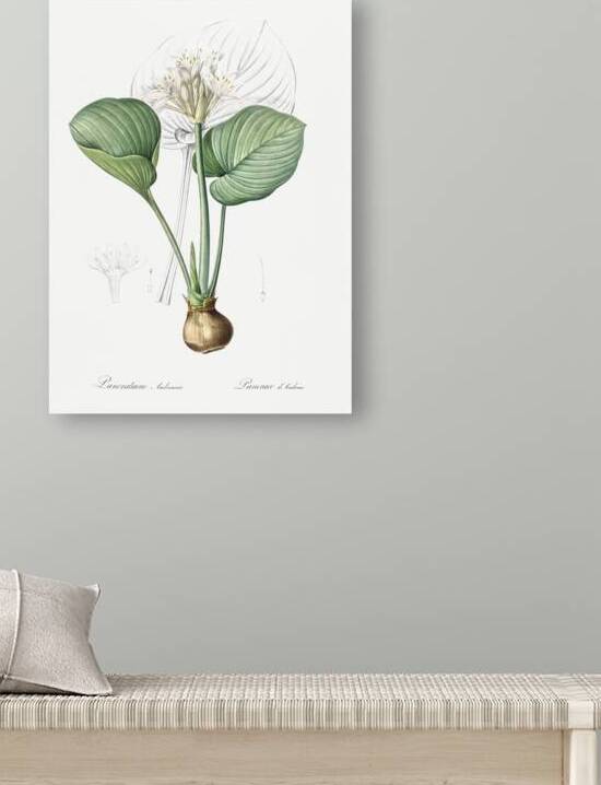 Cardwell lily illustration  by IStockHistory com