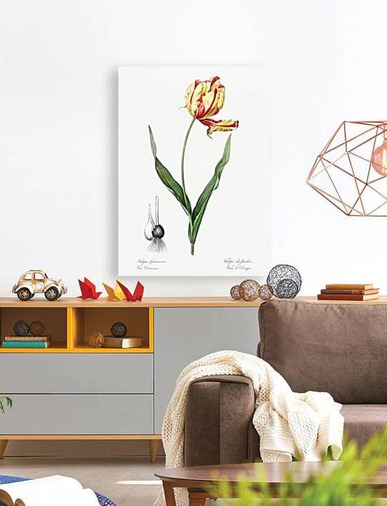 Didier tulip illustration  Reproduction
