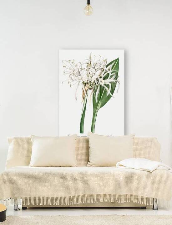 Green-tinge spiderlily illustration  by IStockHistory com