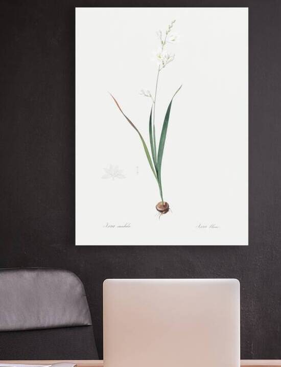 Corn lily illustration  by IStockHistory com