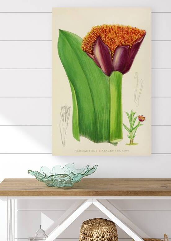 Haemanthus Natalensis Reproduction
