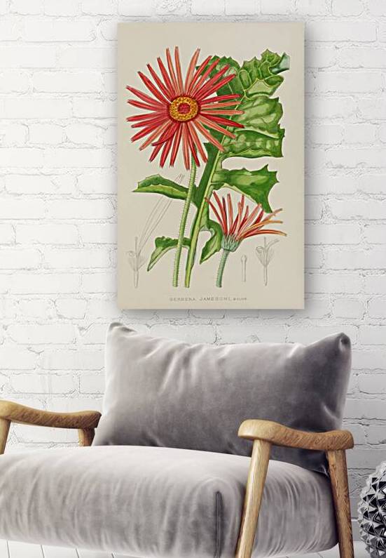 Gerbera Jameson by IStockHistory com