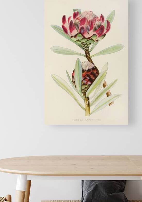 Protea Abyssinica by IStockHistory com