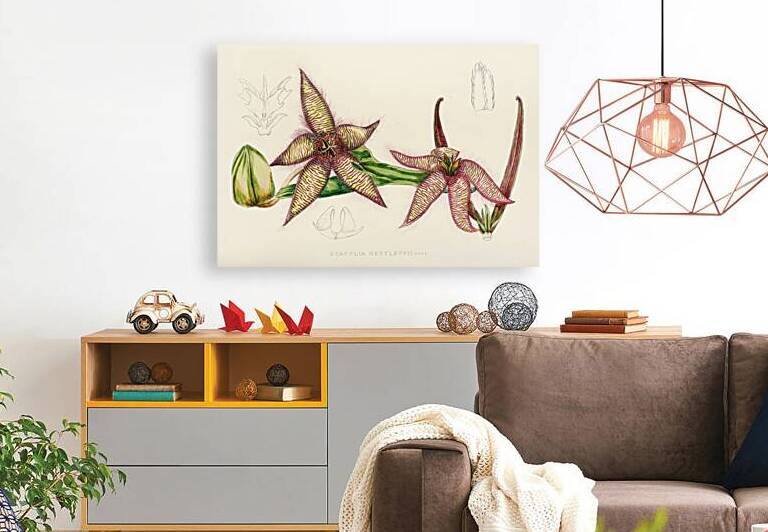 Stapelia Gettleffii Reproduction