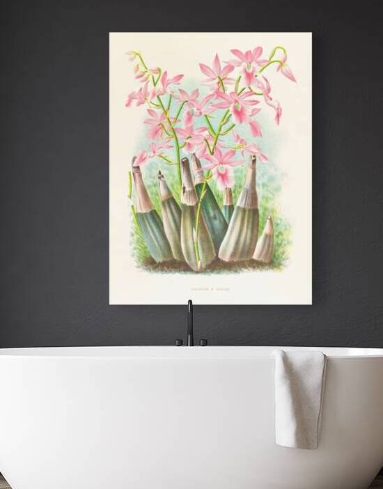 Calanthe veitch Reproduction