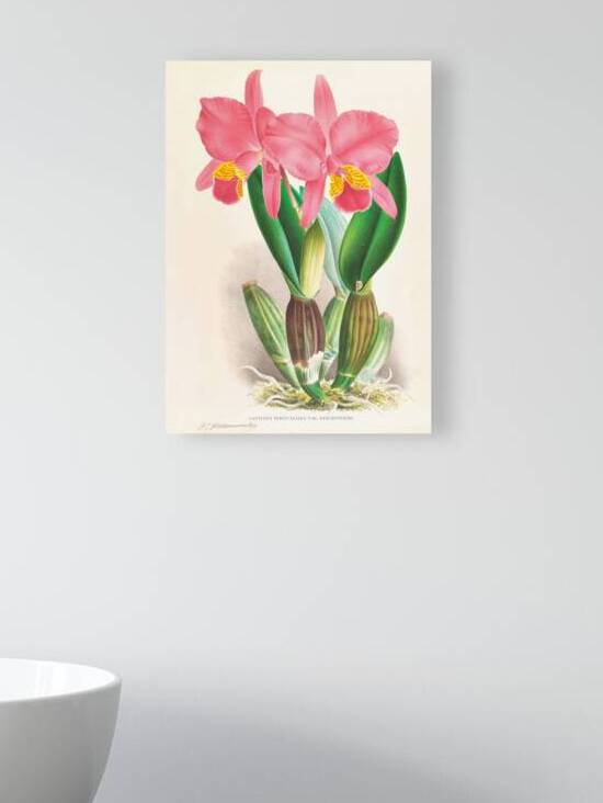 Cattleya percivaliana var reichenbach Reproduction