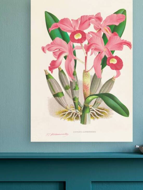 Cattleya Lawrenceana by IStockHistory com