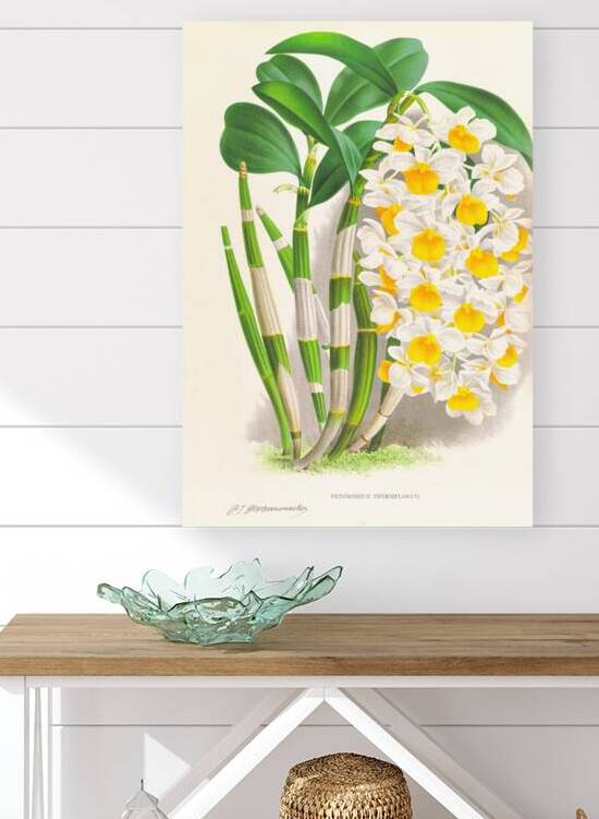 Dendrobium thyrsiflorum Reproduction