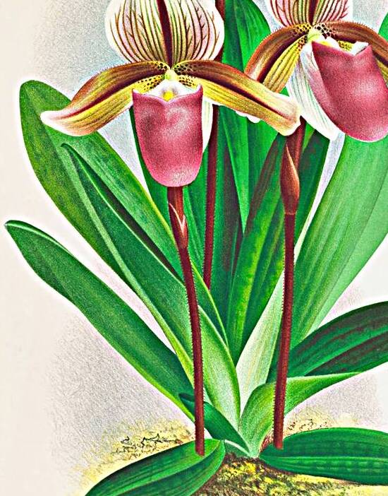Cypripedium orphanum Reproduction
