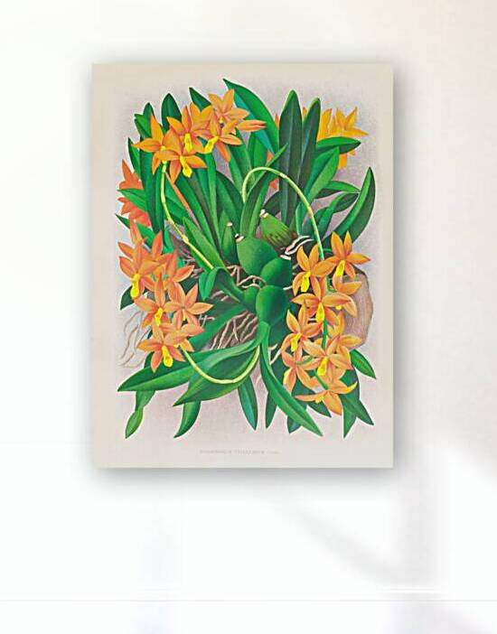Epidendrum vitellinum by IStockHistory com