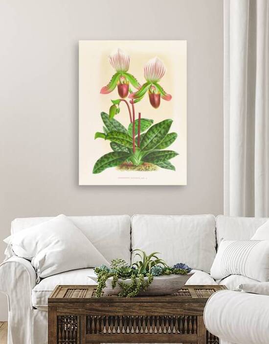 Cypripedium callosum Reproduction