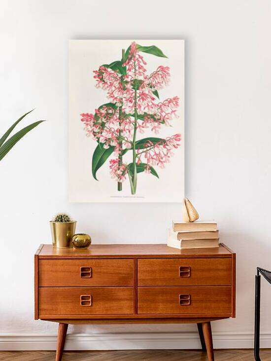 Epidendrum Paniculatum by IStockHistory com